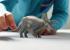 Schleich Schleich Prehistorické zvieratko - Triceratops