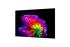 LG OLED83G64  + Cashback 1000€
