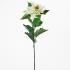 Poinsettia biela 72cm