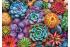 Trefl Trefl Puzzle 1000 Farebné sukulenty