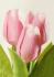 Tulipán kus 40cm svetloružový