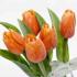 Tulipán kus 40cm oranžový
