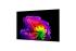 LG OLED97G64  + Cashback 4000€