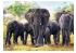 Trefl Puzzle Trefl Africké slony 1000d