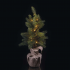Emos LED vianočný stromček 52cm