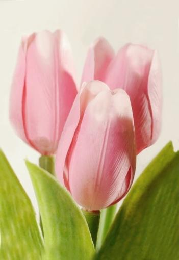 Tulipán kus 40cm svetloružový - Umelé kvety