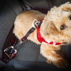 CURLI Bezpečnostný pás do auta pre psov S 30cm