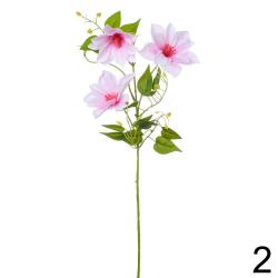 Clematis 3X 72cm ružový