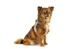 CURLI Postroj pre psov so sponou Manšester Brown 2XS, 2-4 kg