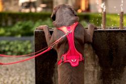 CURLI Nastaviteľné vodítko pre psov Nylon Red M 200x1,5 cm