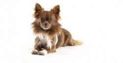 CURLI Postroj pre psov so sponou Air-Mesh Fuchsia 2XS,  2-4 kg