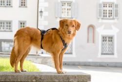 CURLI Postroj pre psov s magnetom Belka Comfort Black L, 25-35 kg